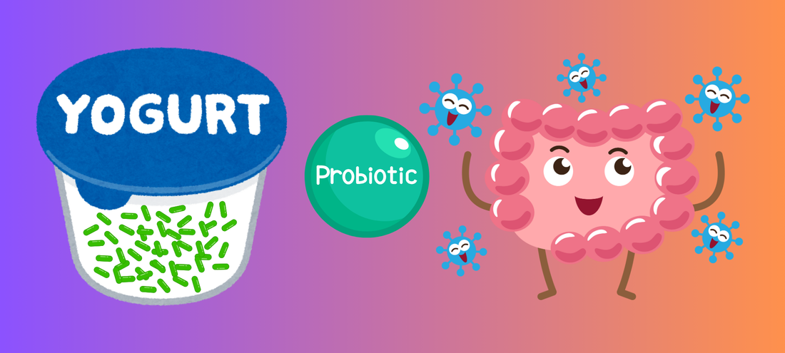 Rebuild the microbiome with lost species – With yogurt from L. reuteri, L. gasseri, and B. coagulans - SIBO yogurt