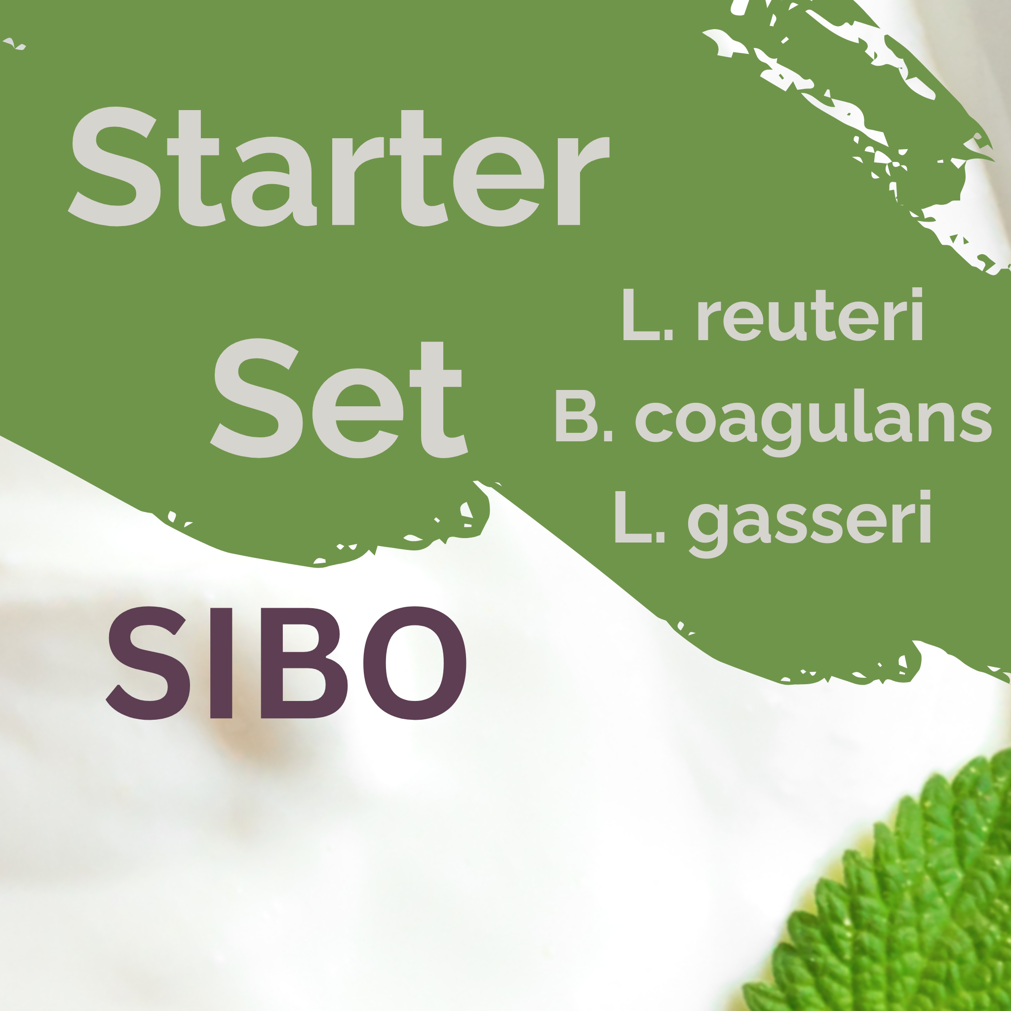 L. reuteri + B. coagulans + L. gasseri | Set Starter per Yogurt | SIBO | Colture Starter | Confezione da 3