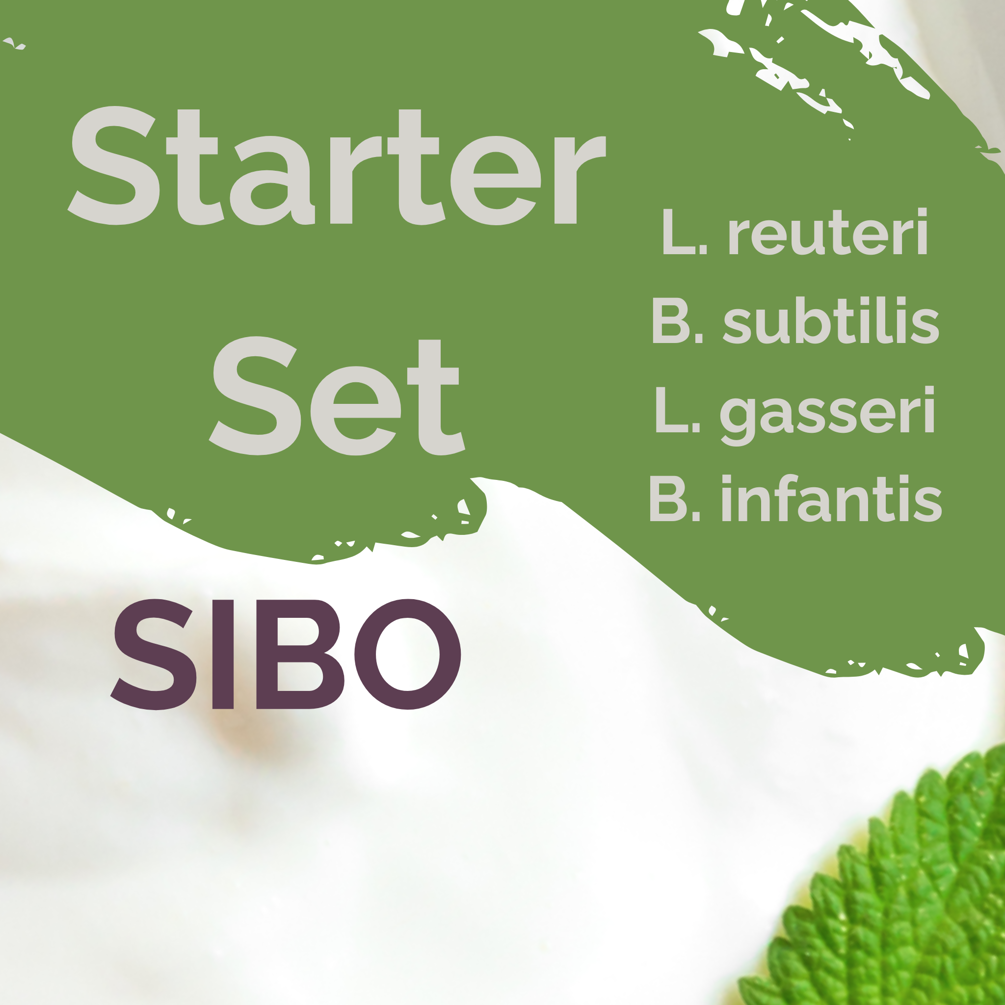 L. reuteri + B. subtilis + L. gasseri + B. infantis | Set Starter per Yogurt | SIBO Stable | Colture Starter | Confezione da 3