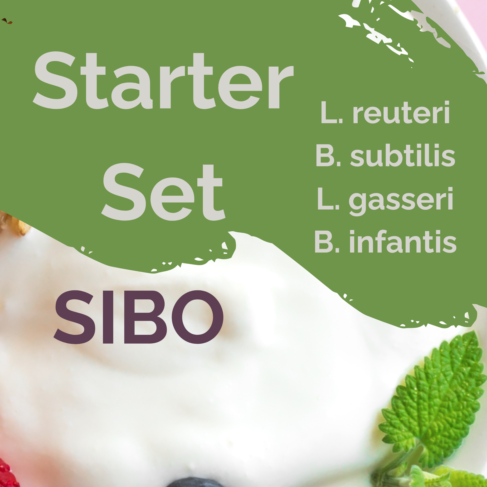 L. reuteri + B. subtilis + L. gasseri + B. infantis | Set Starter per Yogurt | SIBO Stable | Colture Starter | Confezione da 3