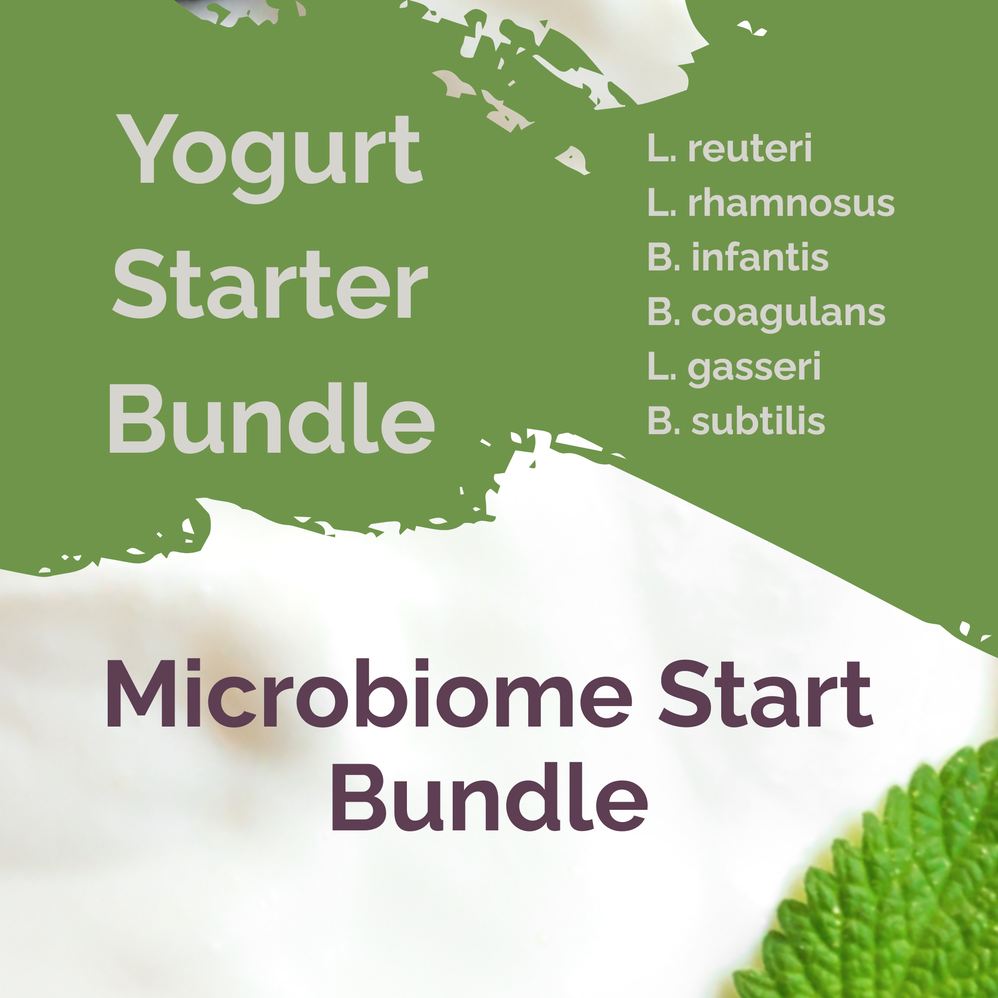 L. reuteri + L. rhamnosus + B. infantis + B. coagulans + L. gasseri + B. subtilis | Mikrobiom Start | Joghurt Starter Paket | 3er Set
