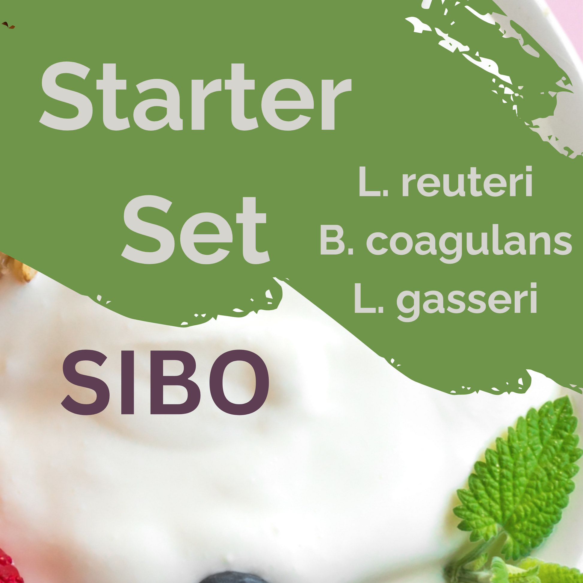 Starter-Set "SIBO" | L. reuteri, L. gasseri, B. coagulans-Joghurt | SIBO-Joghurt